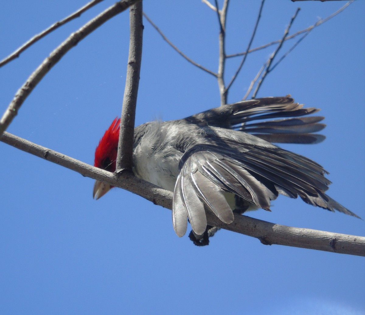 Rotschopftangare - ML646737352