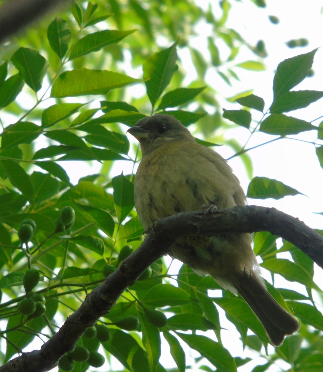 Schwarzstirntangare - ML646737354