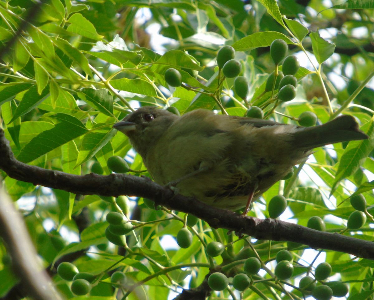 Schwarzstirntangare - ML646737355