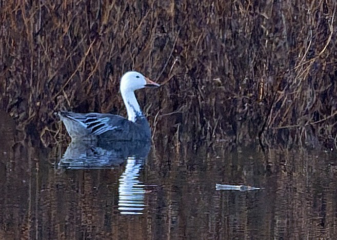 Snow Goose - ML646737356