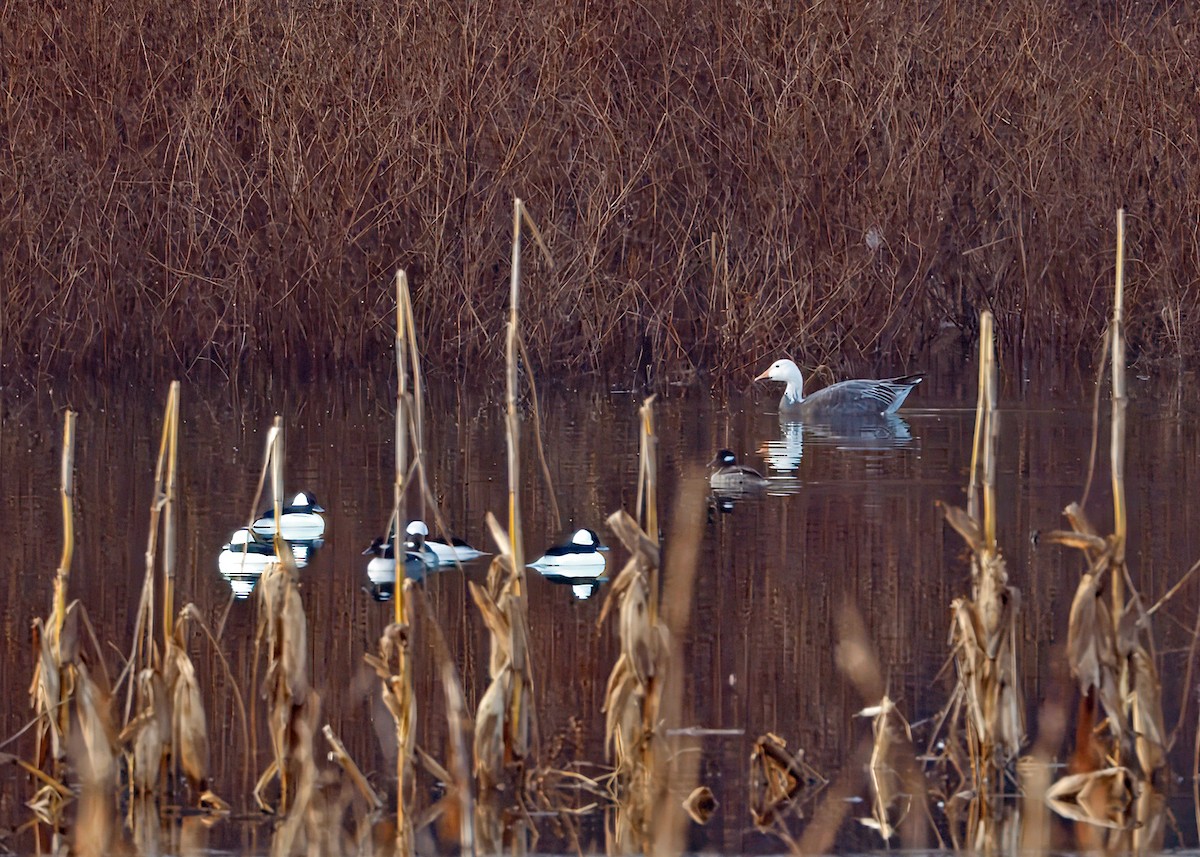 Snow Goose - ML646737357