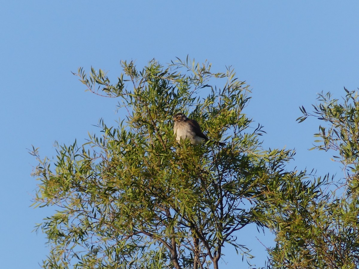 Spot-winged Falconet - ML646737358