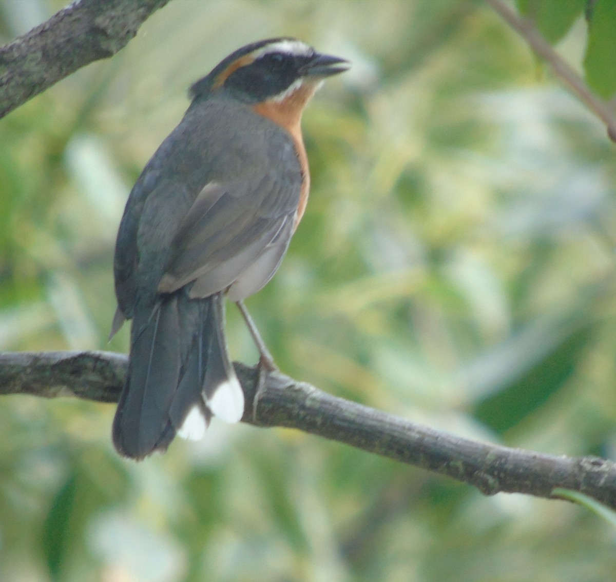 Rötelfinkentangare - ML646737361