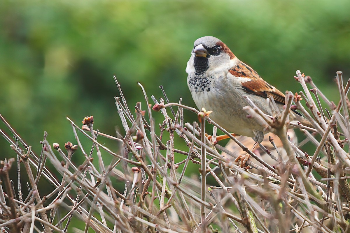 家麻雀 - ML646737363