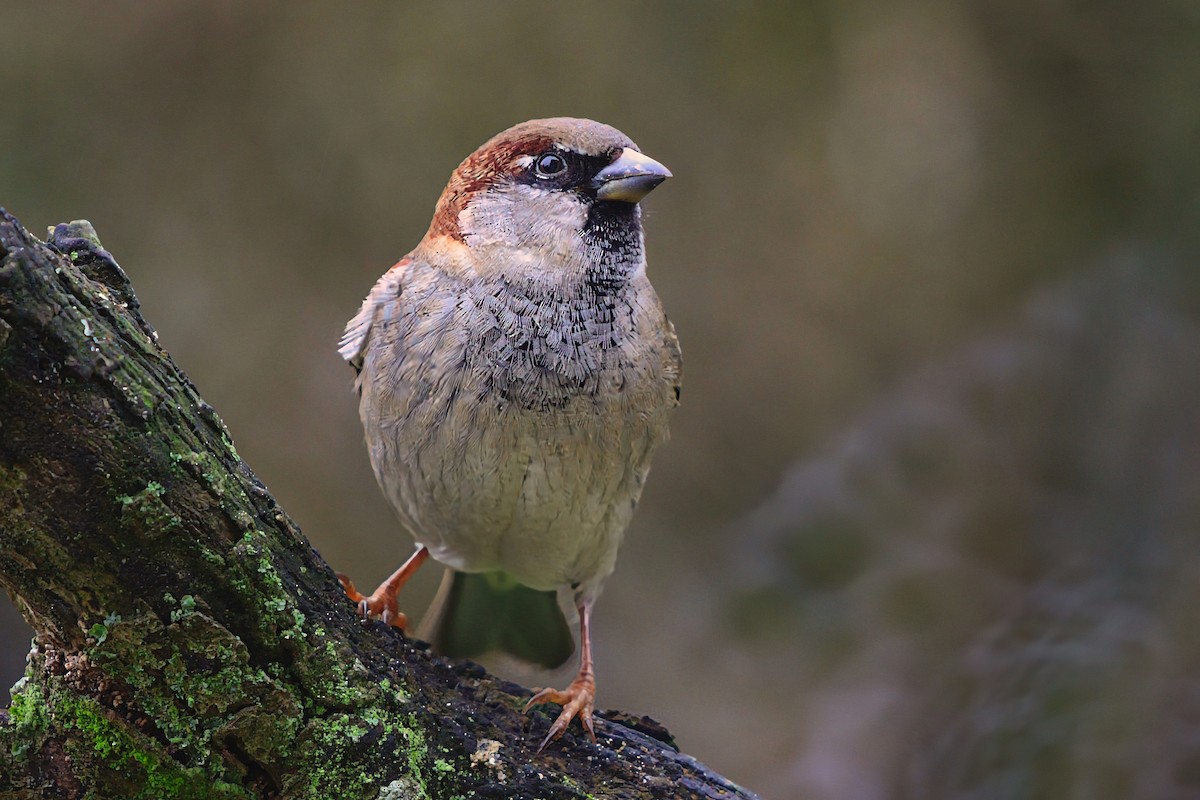 家麻雀 - ML646737364