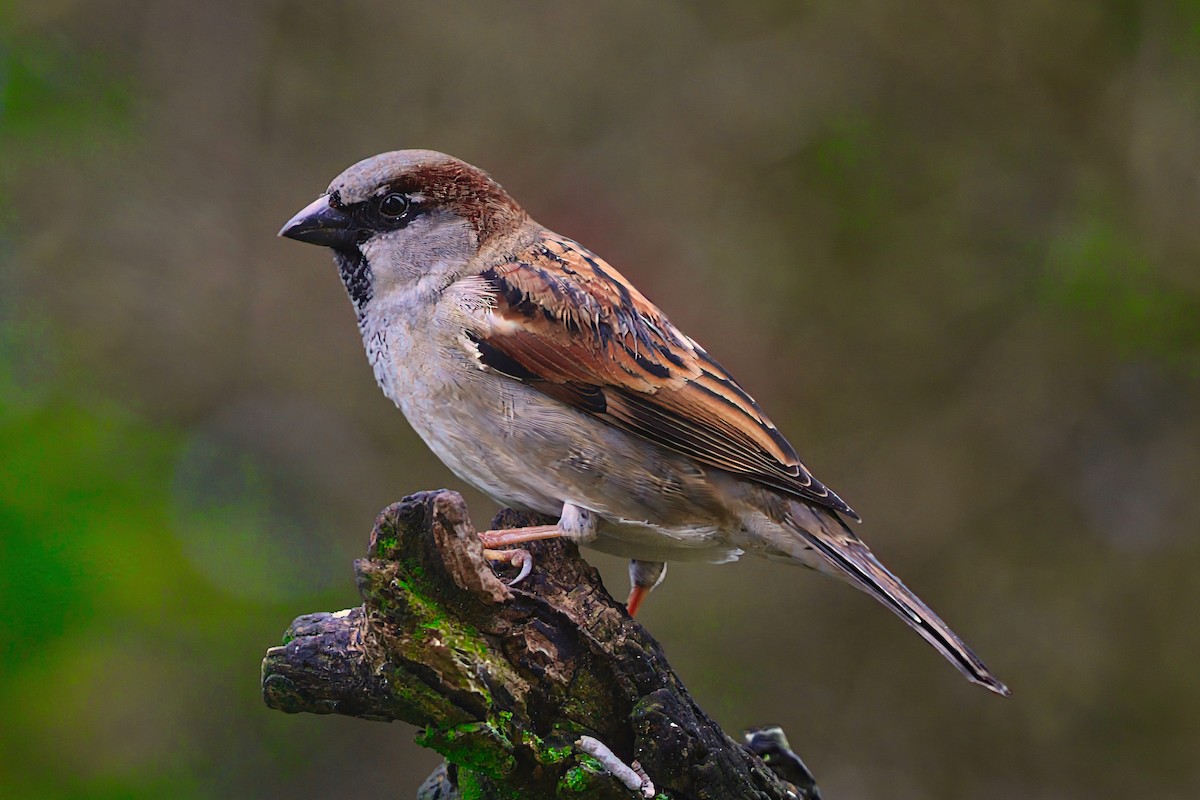 vrabec domácí - ML646737365