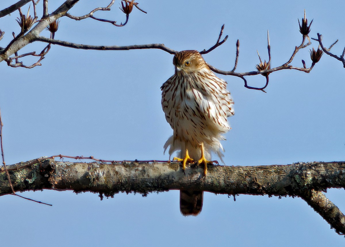 Sharp-shinned Hawk - ML646737369