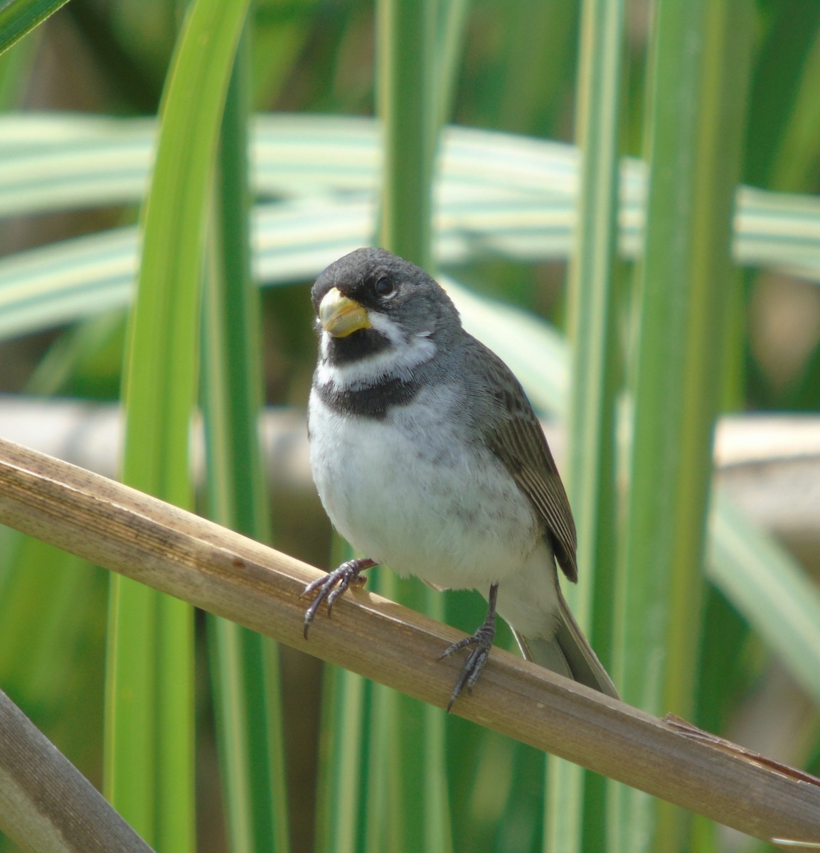 Double-collared Seedeater - ML646737370