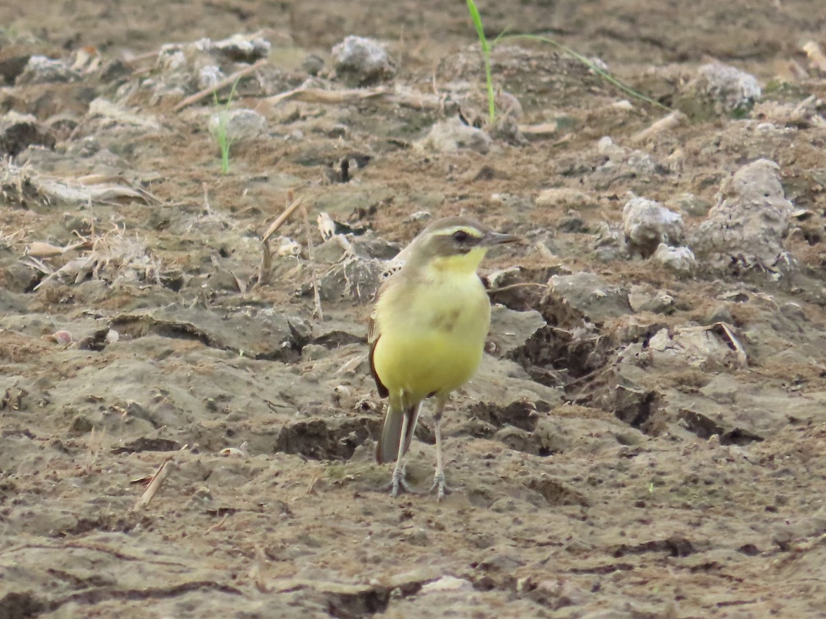 東方黃鶺鴒 - ML646737371