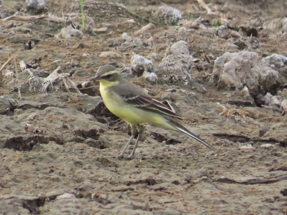 東方黃鶺鴒 - ML646737372