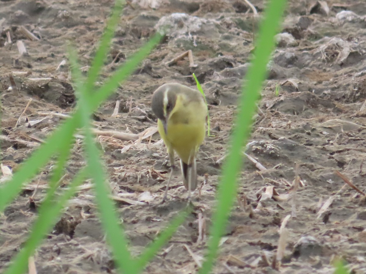 東方黃鶺鴒 - ML646737373