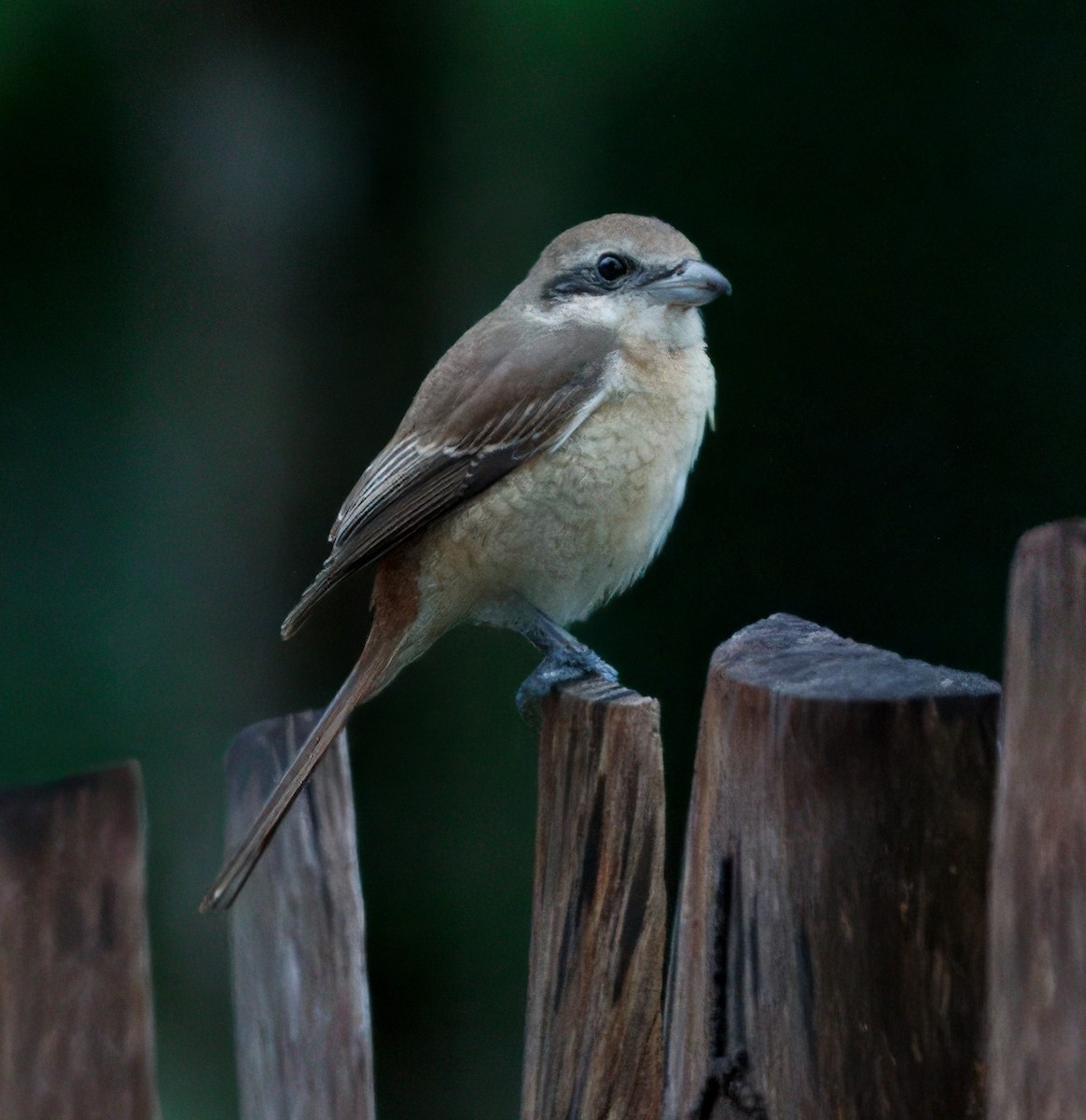 紅尾伯勞 - ML646737375