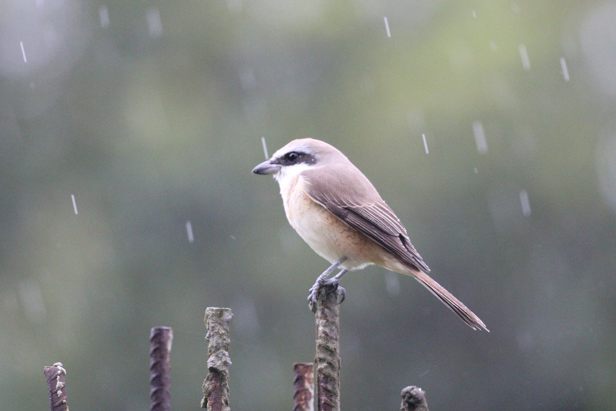 紅尾伯勞 - ML646737376