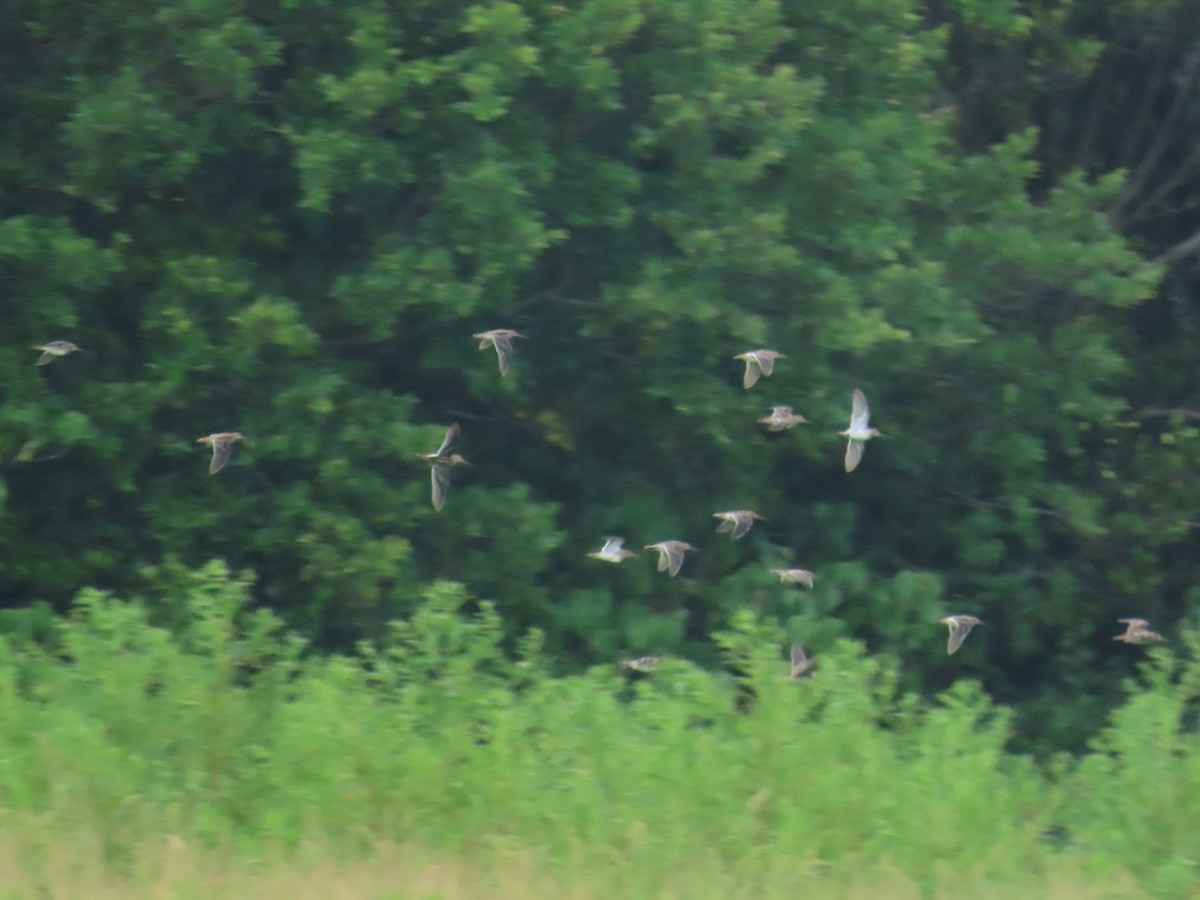 Agachadiza Común - ML646737378