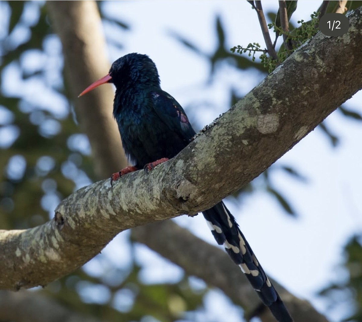 Green Woodhoopoe - ML646737379