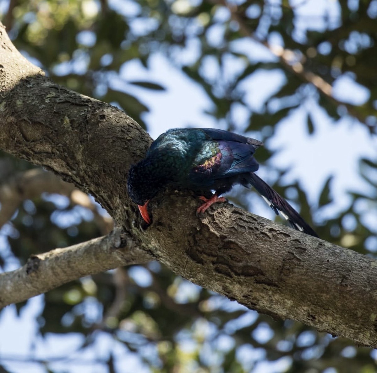 Green Woodhoopoe - ML646737380
