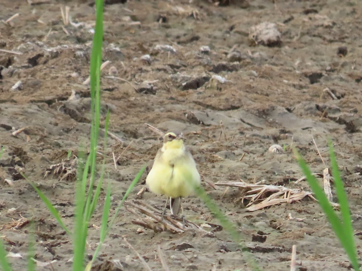 東方黃鶺鴒 - ML646737381