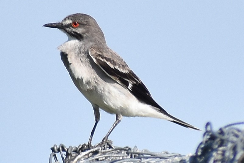 Gray Monjita - ML646737383