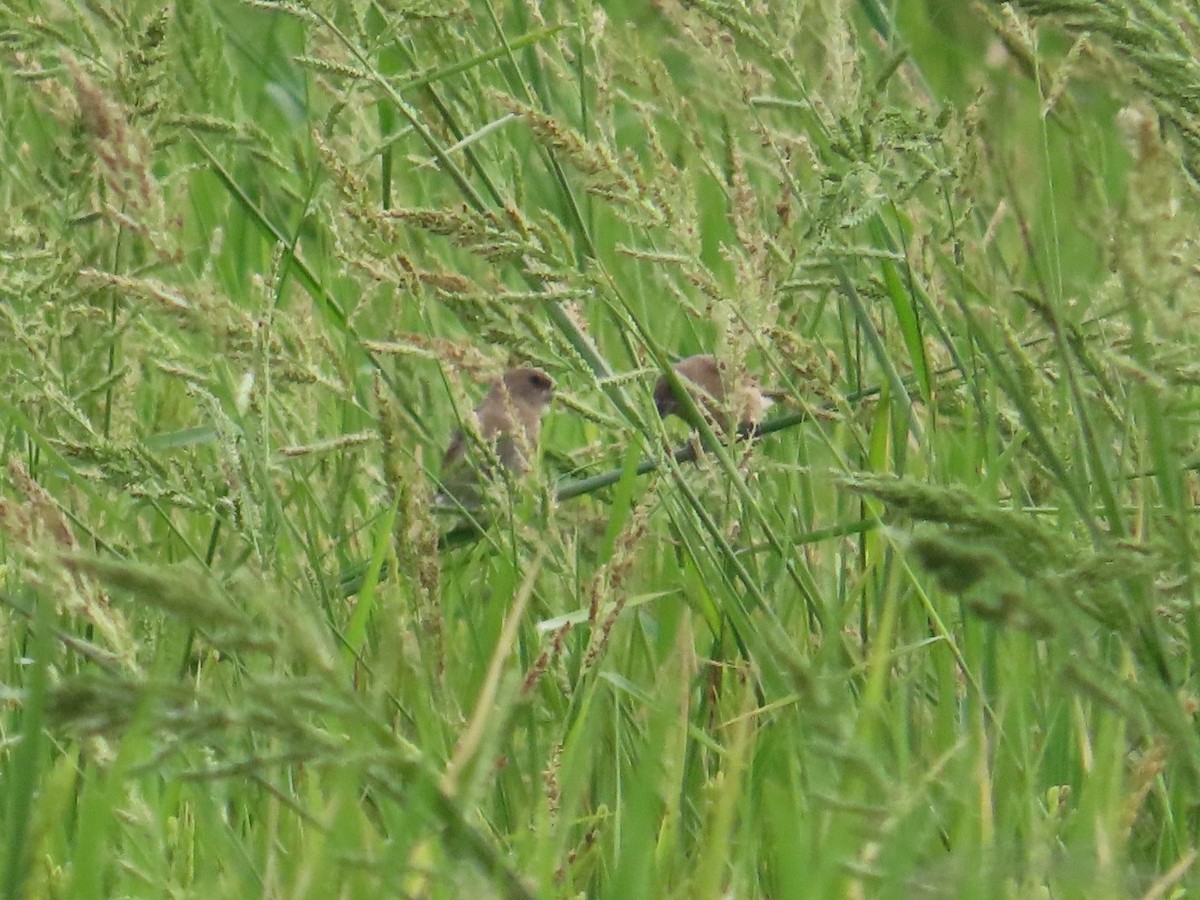 斑文鳥 - ML646737384