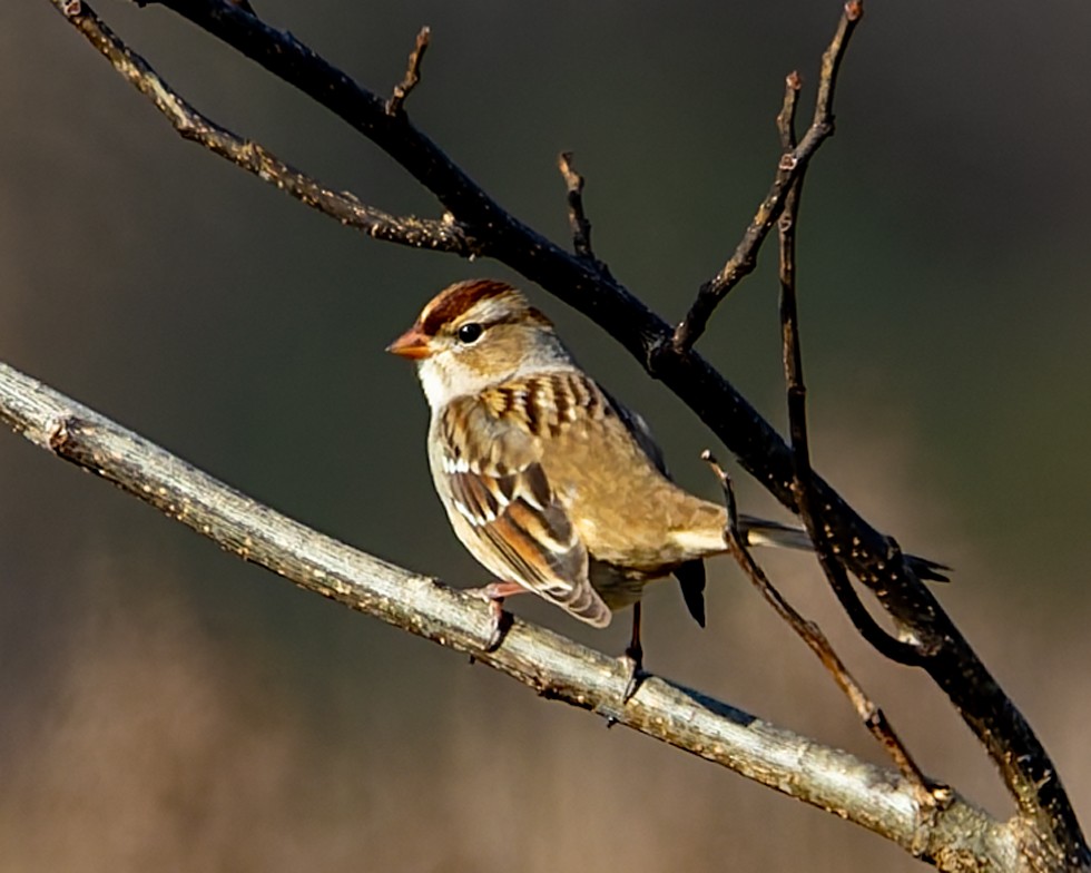 White-crowned Sparrow - ML646737385