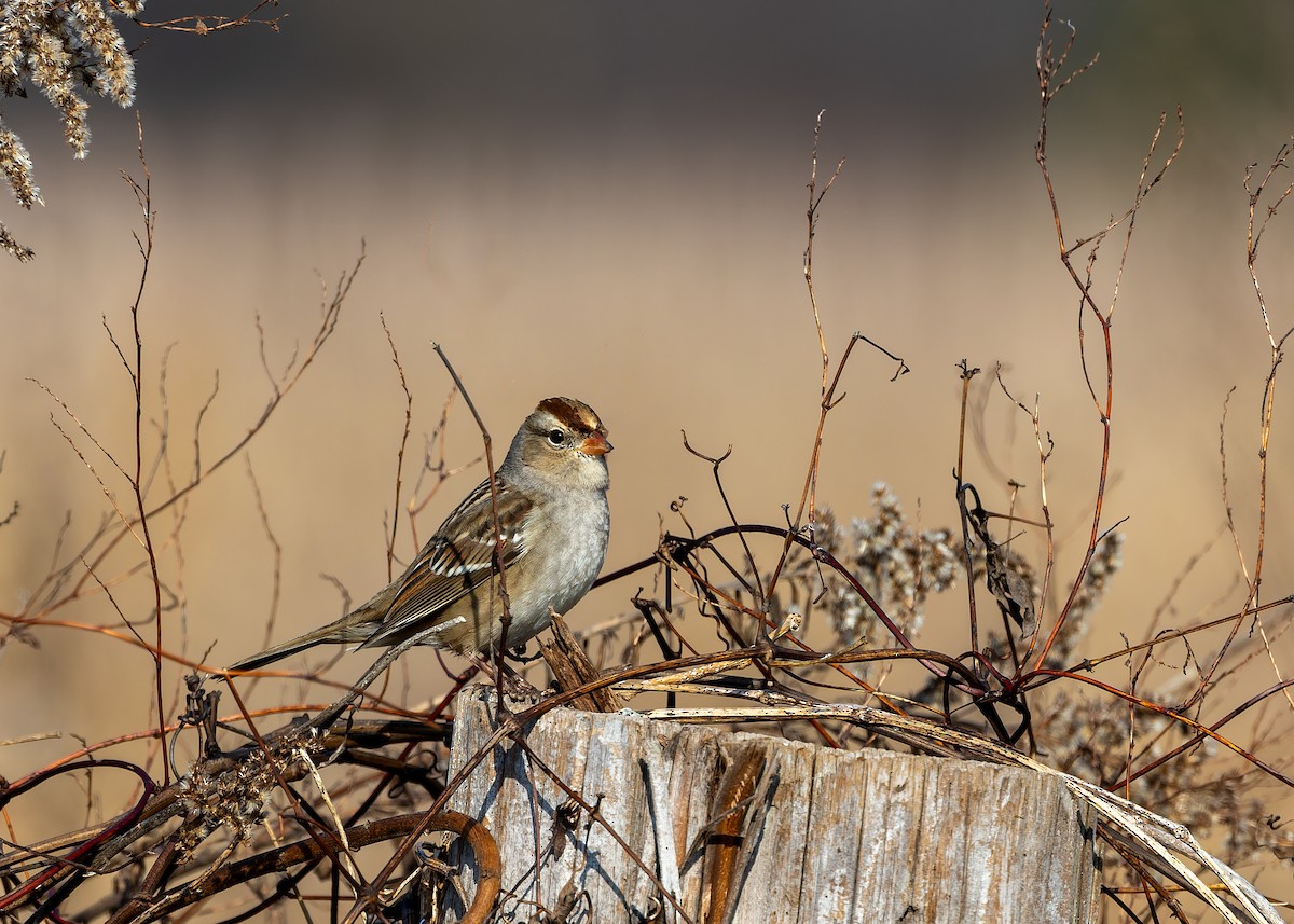 White-crowned Sparrow - ML646737386