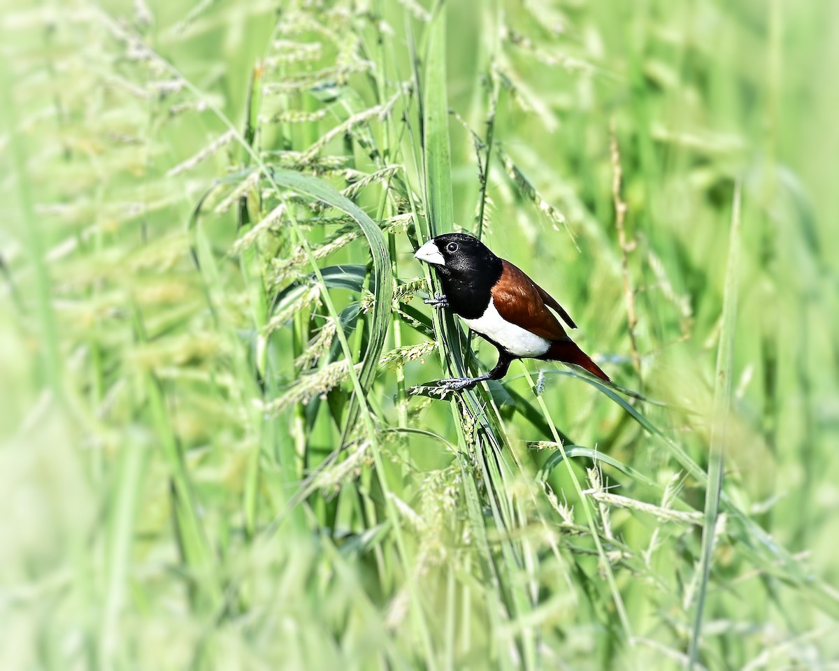 Tricolored Munia - ML646737387