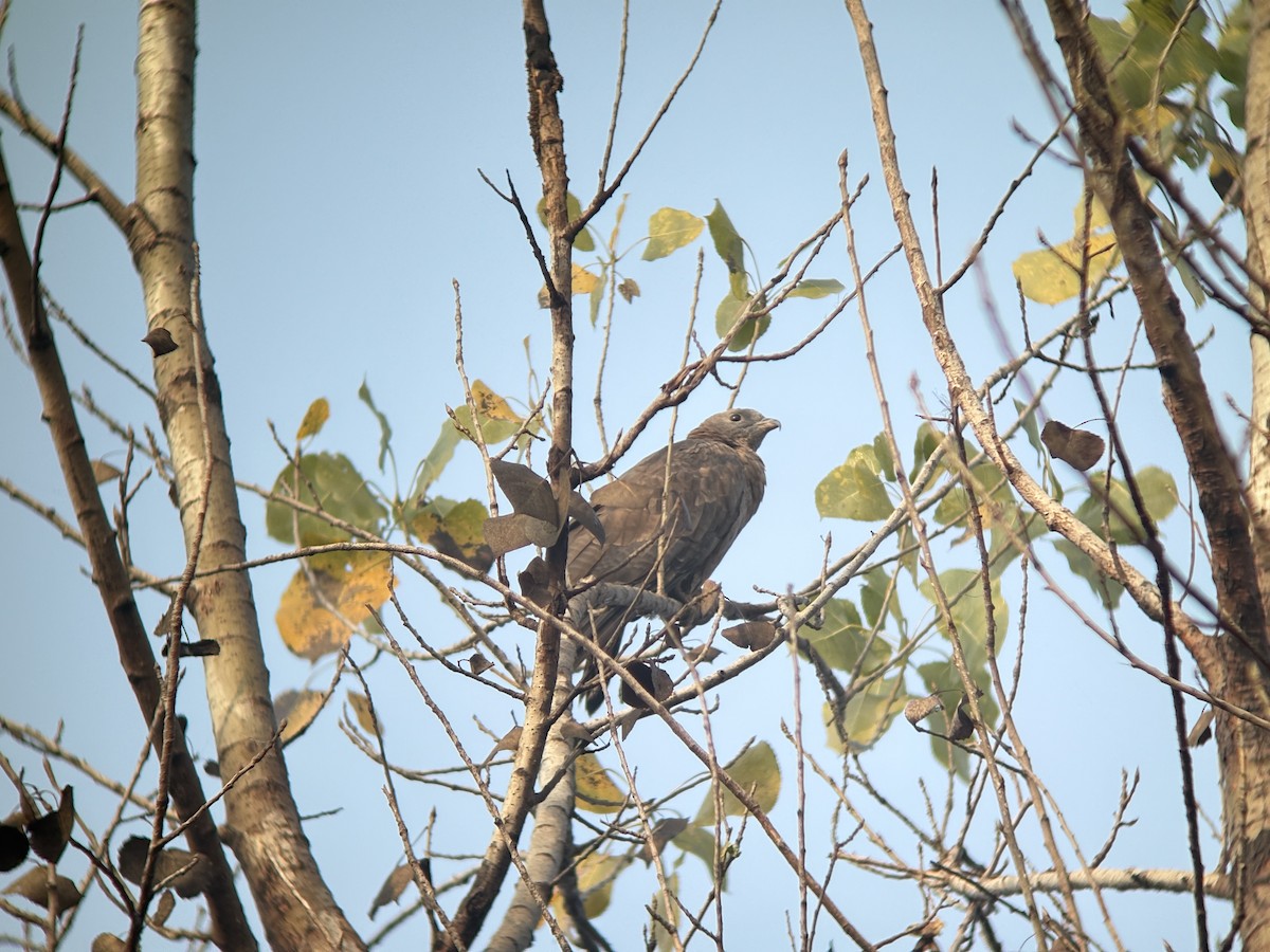 東方蜂鷹 - ML646737388