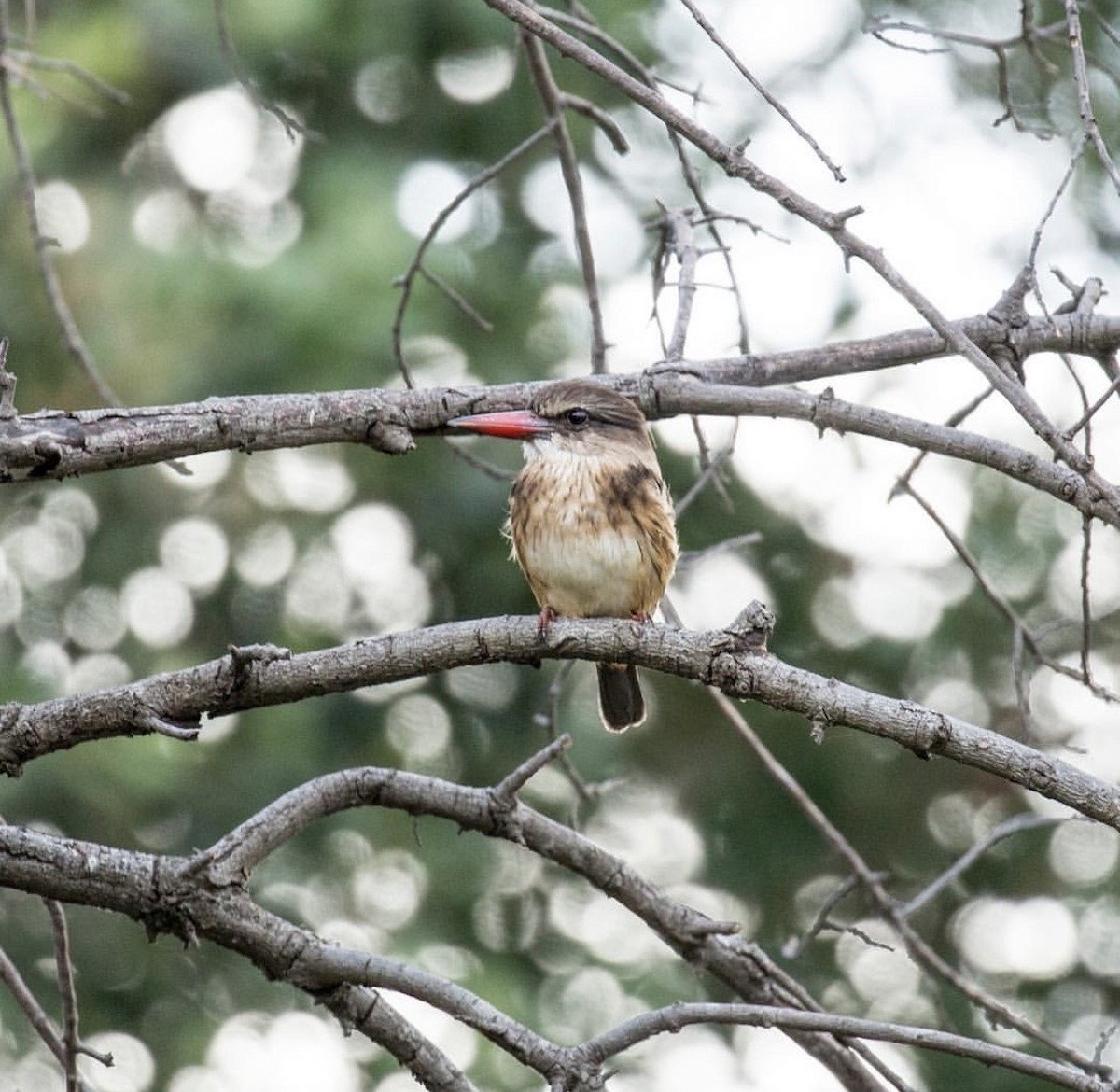 Brown-hooded Kingfisher - ML646737389