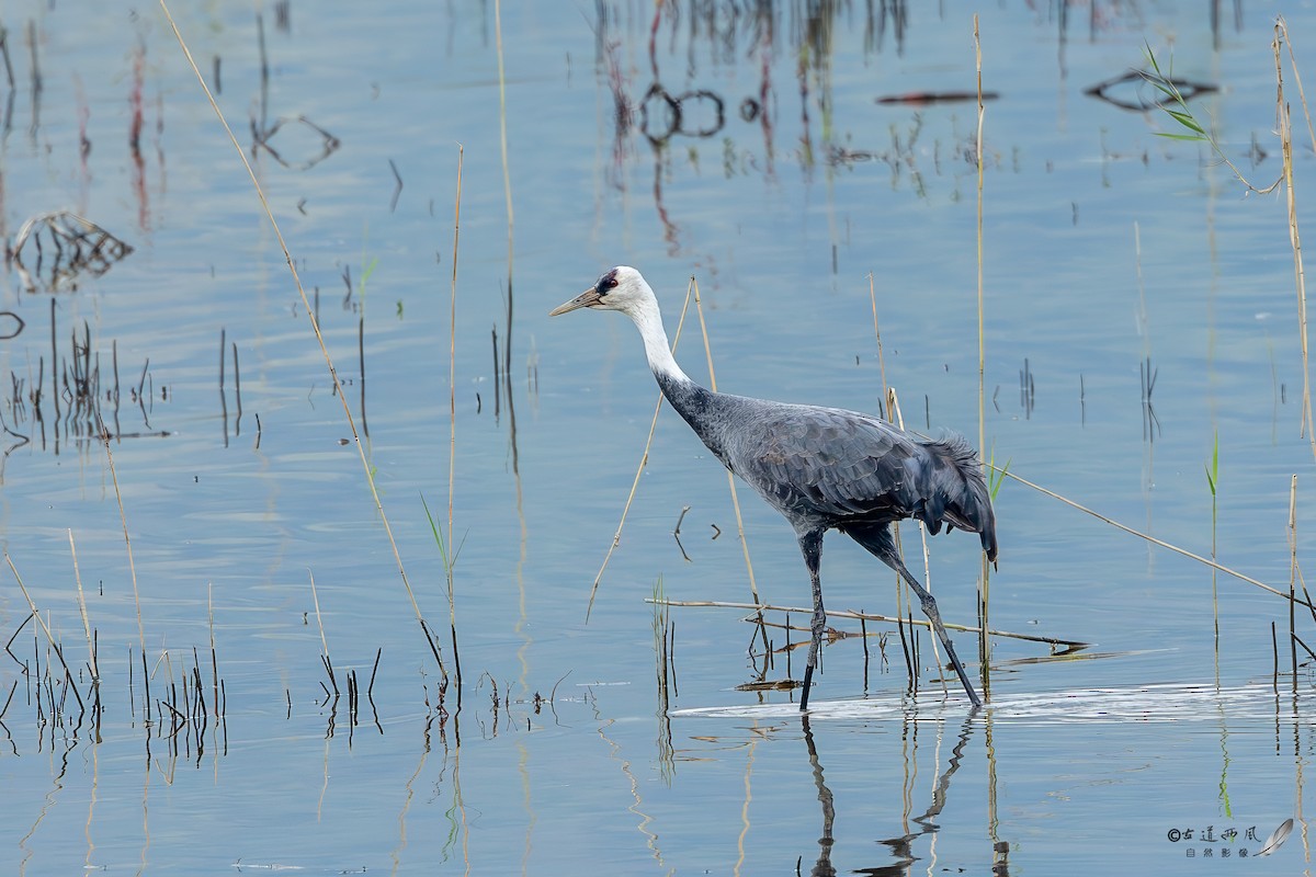 白頭鶴 - ML646737390