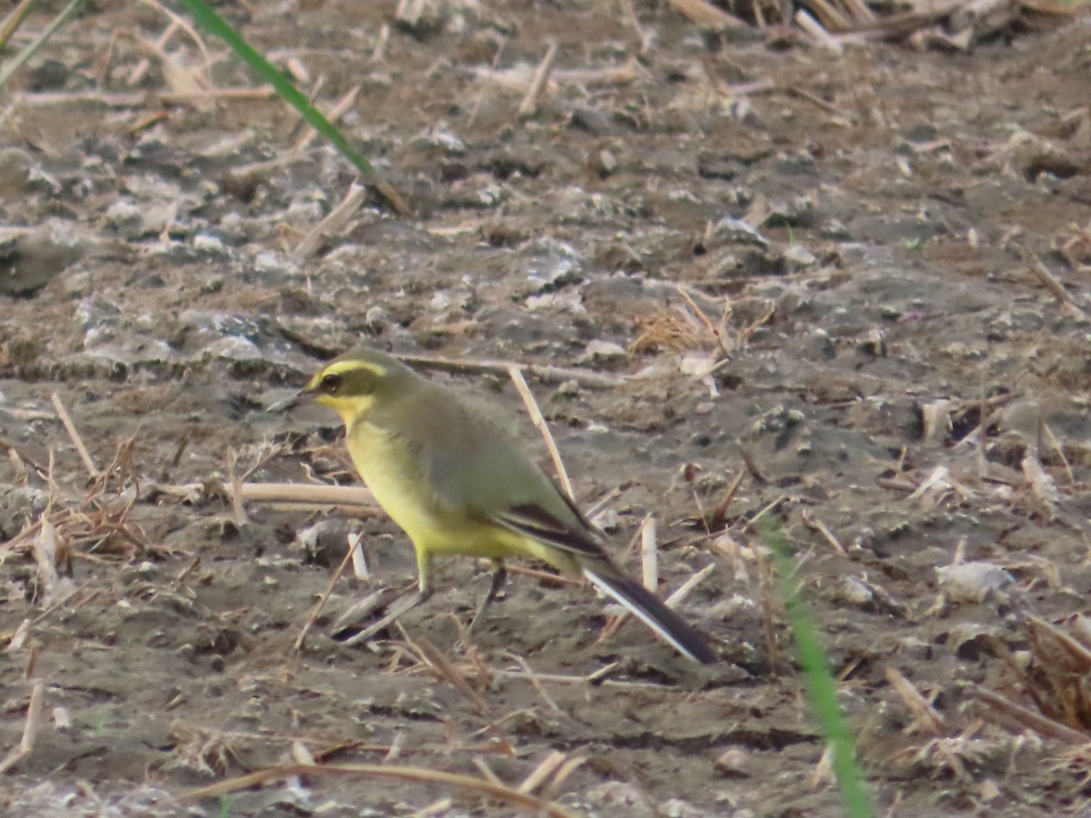 東方黃鶺鴒 - ML646737391