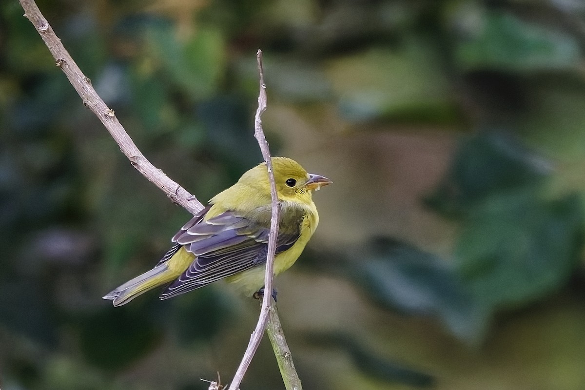 Scarlet Tanager - ML646737392