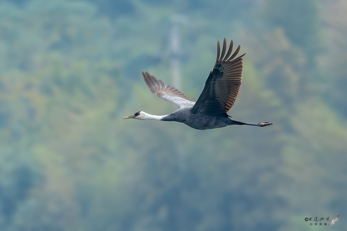 白頭鶴 - ML646737393