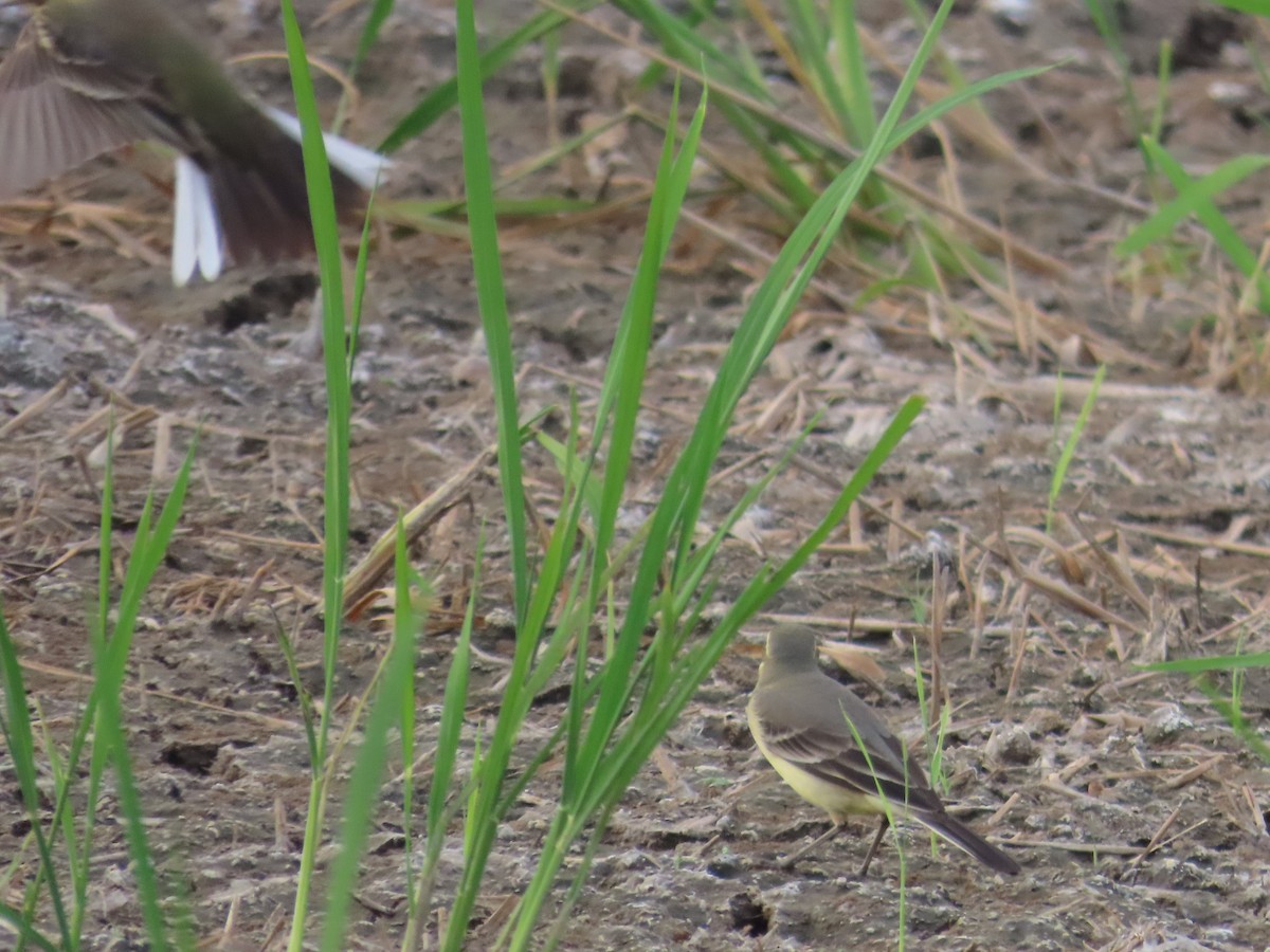 東方黃鶺鴒 - ML646737394