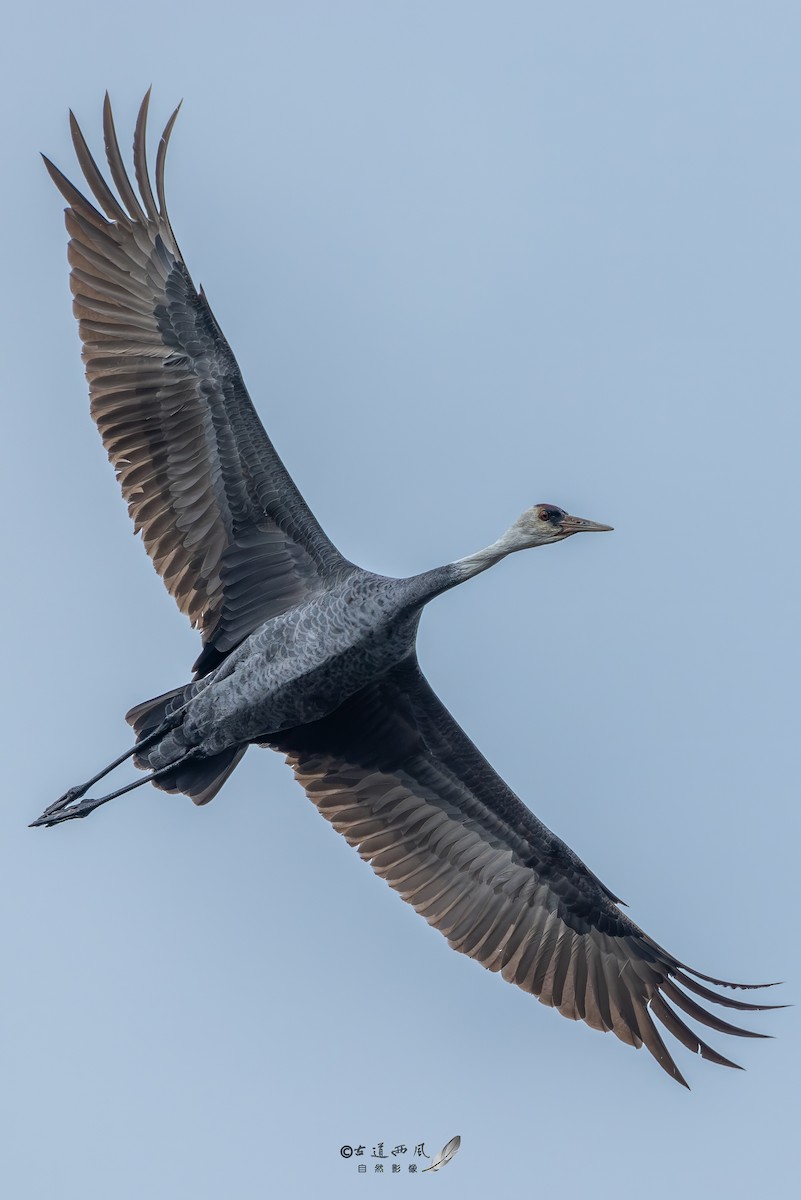 白頭鶴 - ML646737395