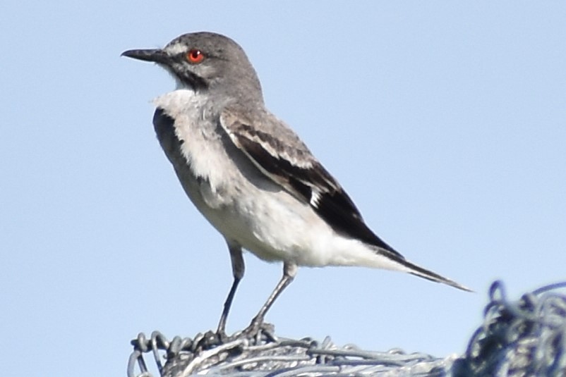 Gray Monjita - ML646737396