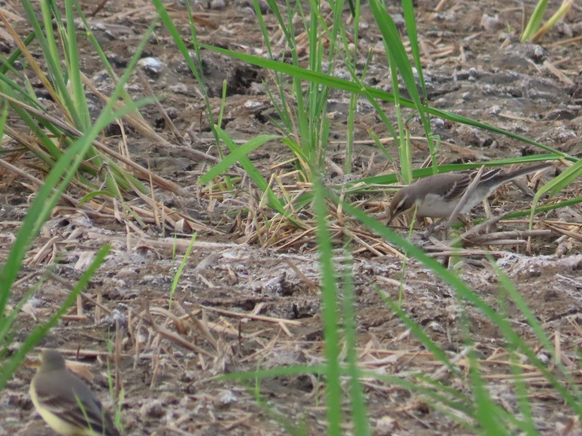 東方黃鶺鴒 - ML646737397