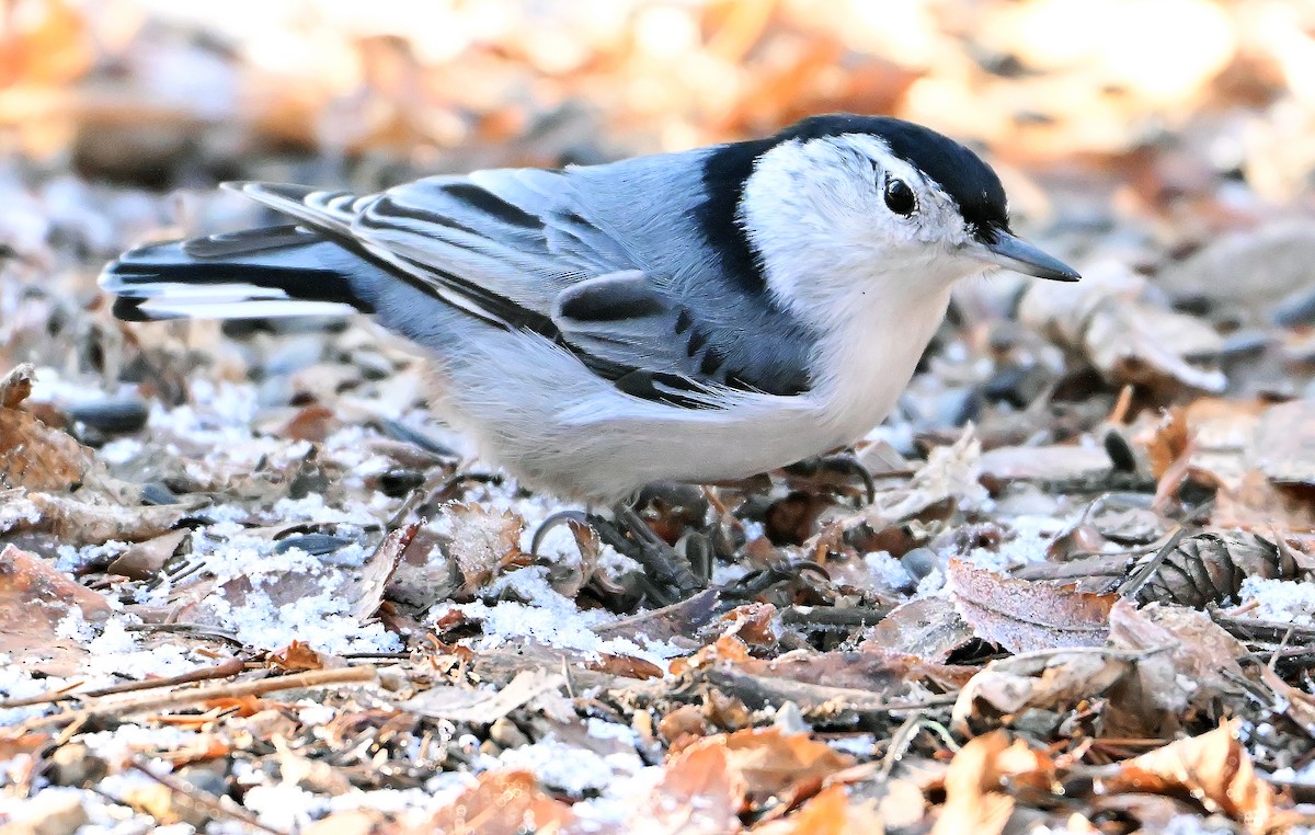 White-breasted Nuthatch - ML646737398
