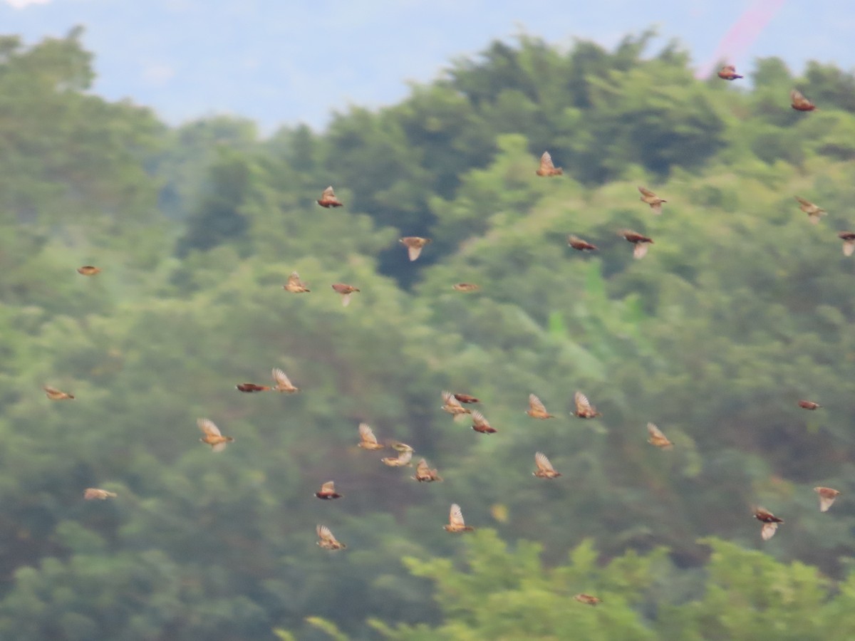 Chestnut Munia - ML646737399