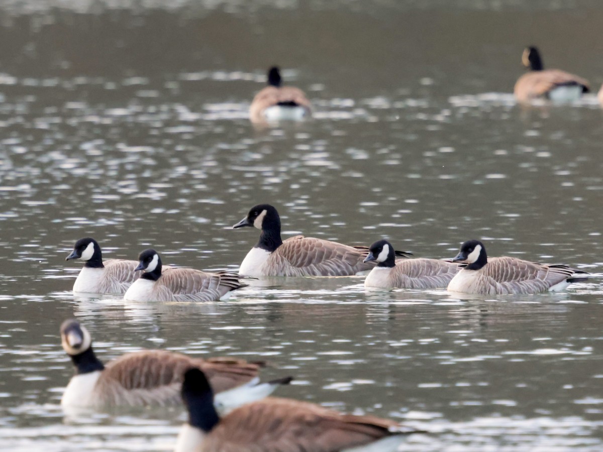 Gıdaklayan Kaz - ML646737401