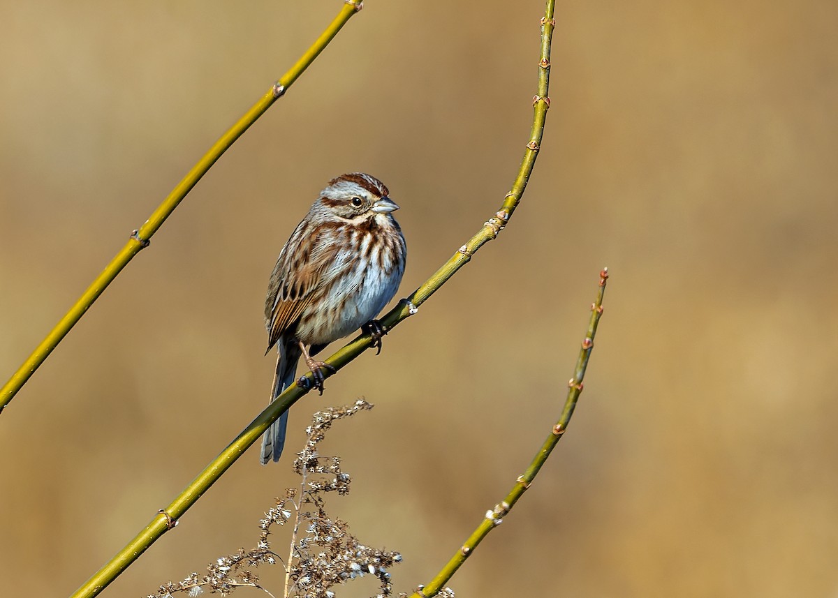Song Sparrow - ML646737402