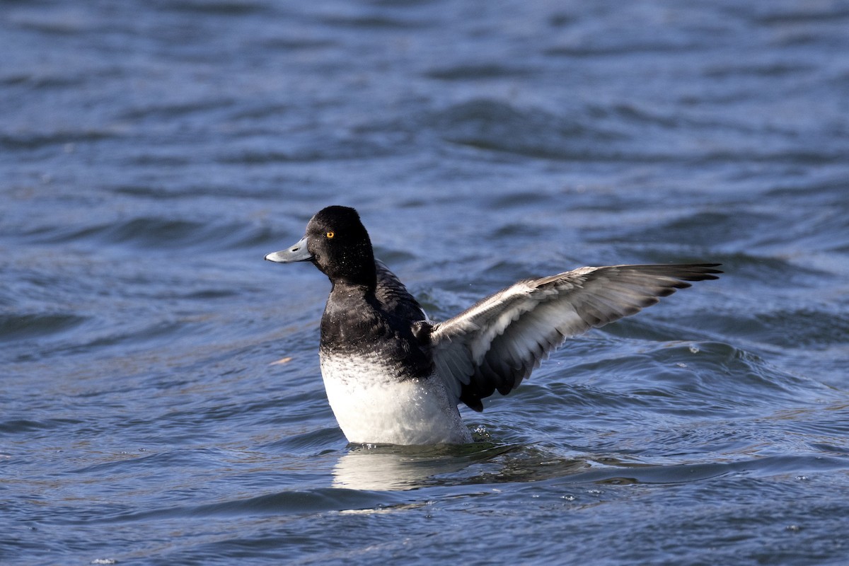 小斑背潛鴨 - ML646737404