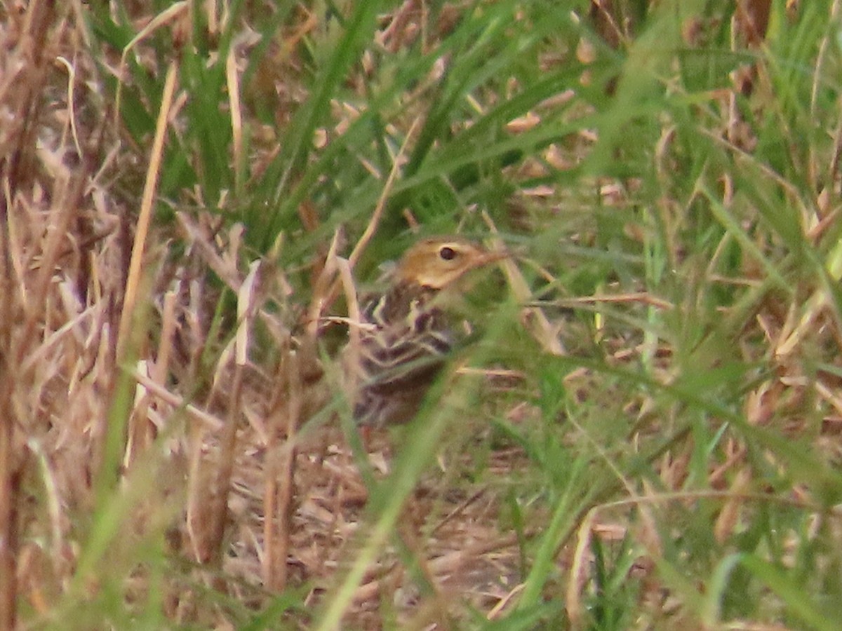 Petxorako txirta - ML646737407