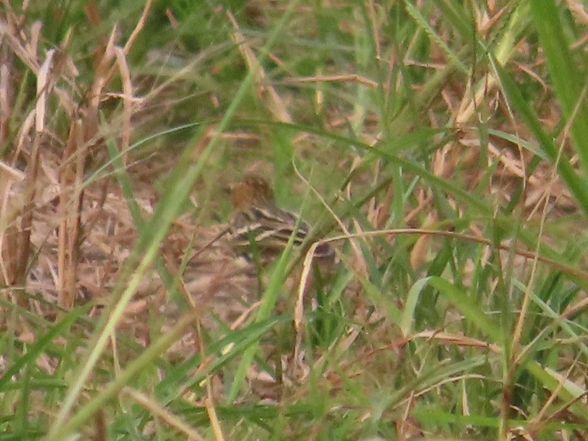 Petxorako txirta - ML646737408