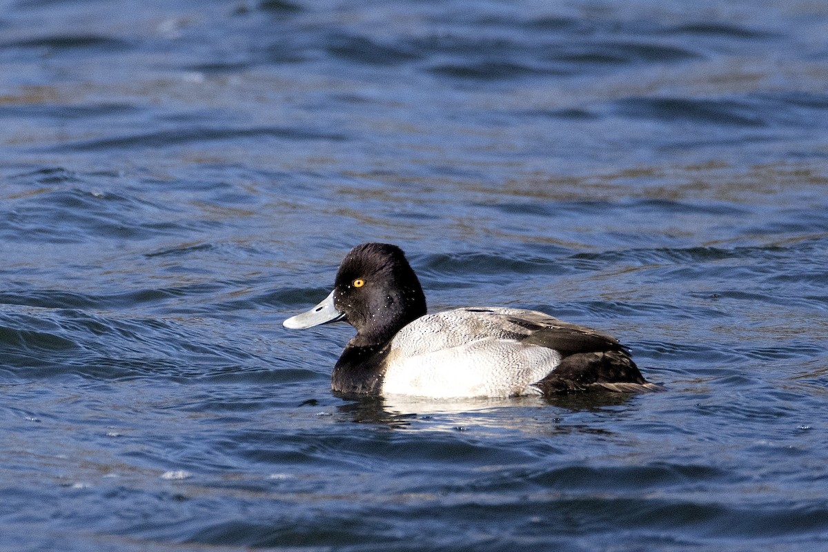 小斑背潛鴨 - ML646737411