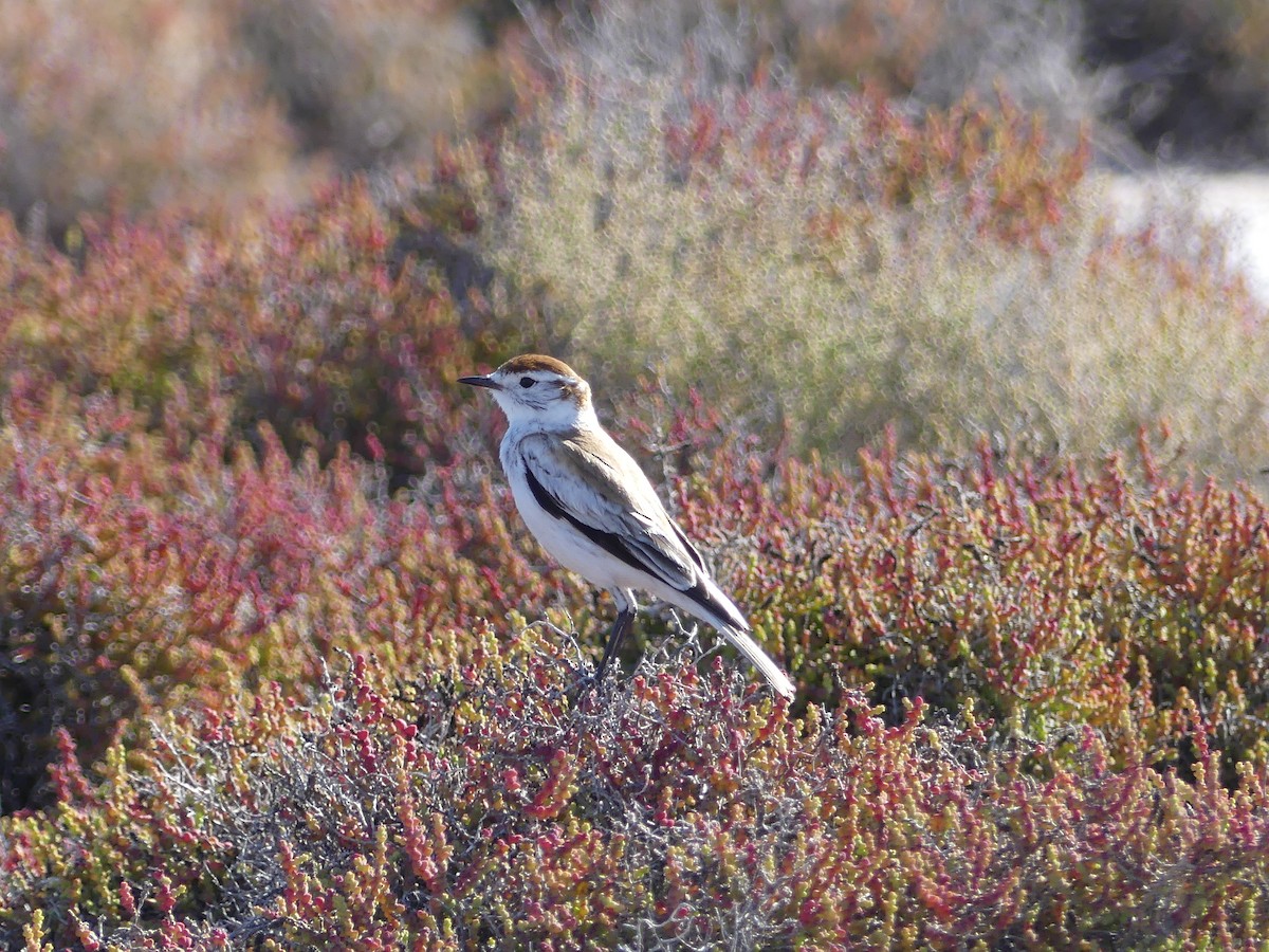 Salinas Monjita - ML646737412