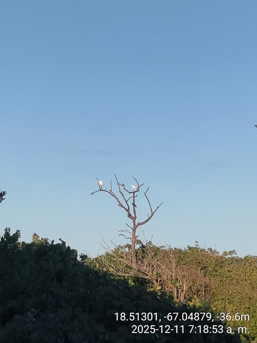 Snowy Egret - ML646737413