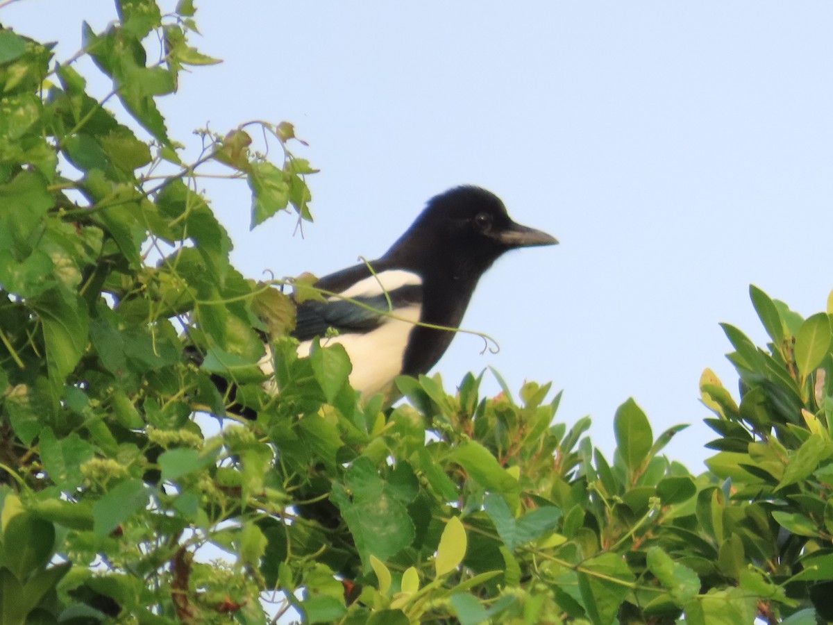 Mika ekialdetarra - ML646737416