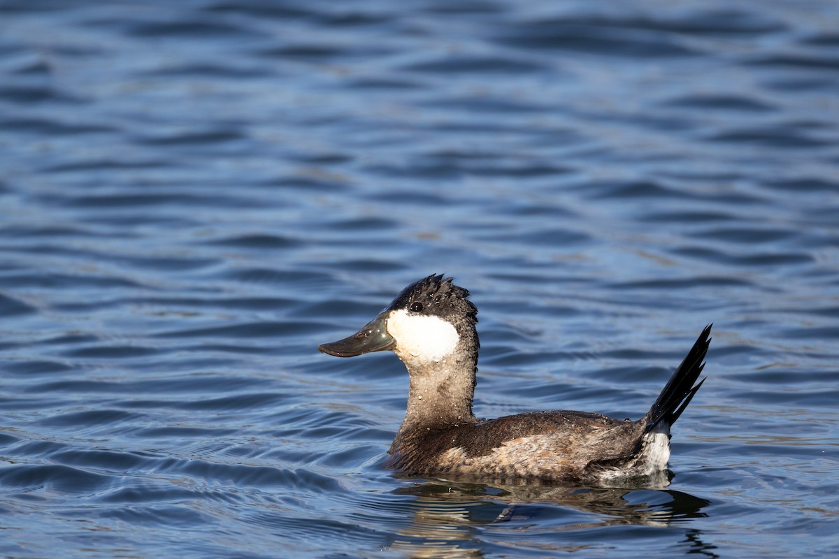 צחראש אדמוני - ML646737418