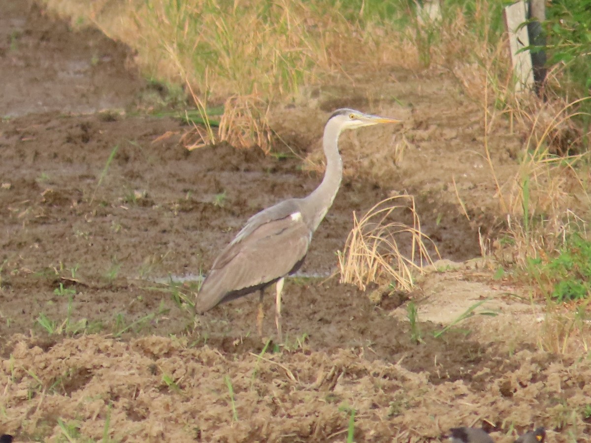 Koartza hauskara - ML646737420