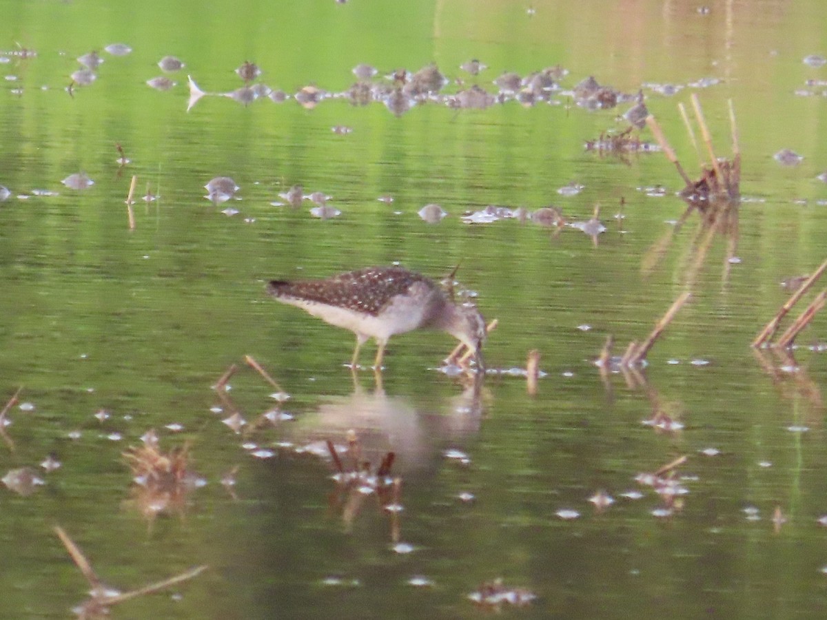 Wood Sandpiper - ML646737423